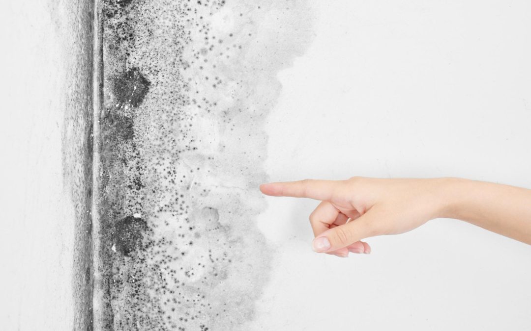 Preventing Black Mold Growth Around Frameless Shower Seals